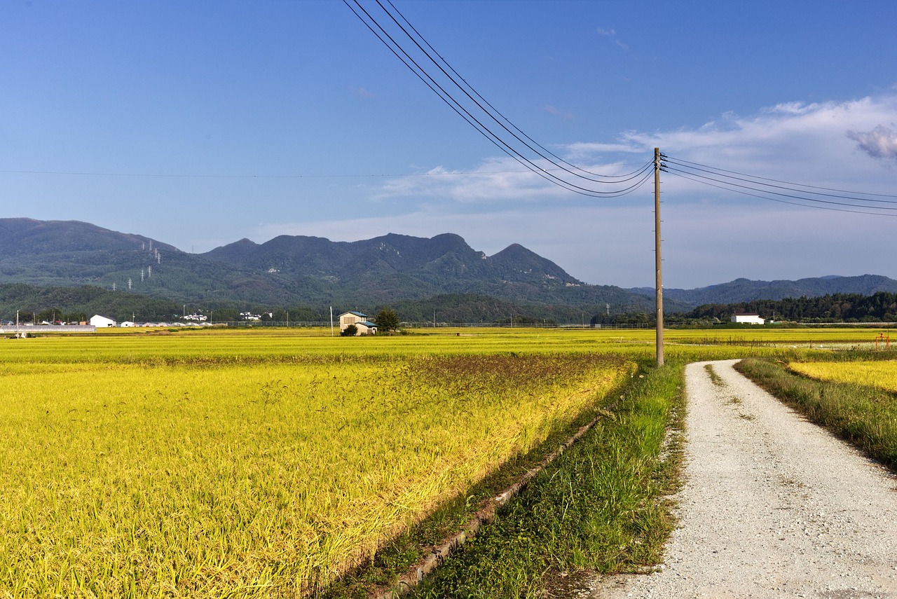农村、稻田、泥路图片